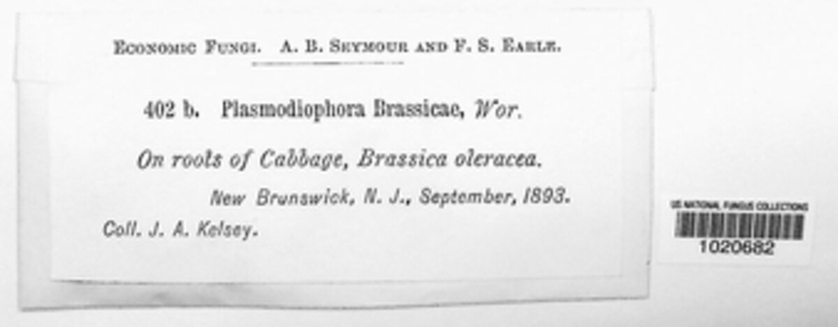 Plasmodiophora brassicae image